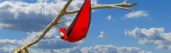 Hammock Double riippumatto, punainen-JR Gear Best
