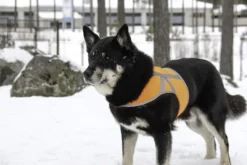 Kivalo Kaamos Dog Reflective Vest heijastinliivi koirille, S, oranssi Outlet