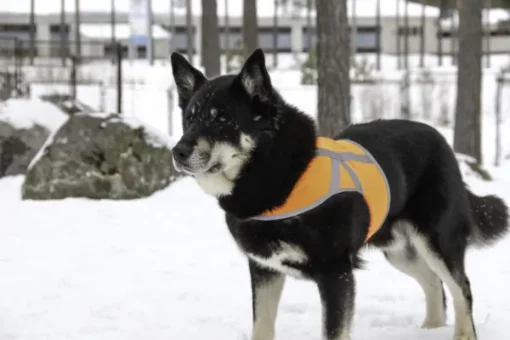 Kivalo Kaamos Dog Reflective Vest heijastinliivi koirille, S, oranssi Outlet