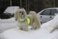 Kivalo Kaamos Dog Reflective Vest heijastinliivi koirille, XL, keltainen Fashion