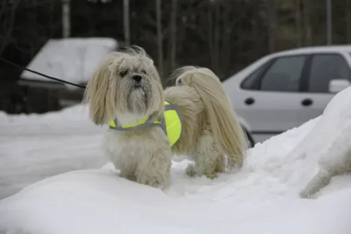 Kivalo Kaamos Dog Reflective Vest heijastinliivi koirille, M-L, keltainen Fashion