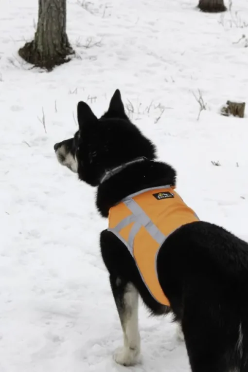 Kivalo Kaamos Dog Reflective Vest heijastinliivi koirille, S, oranssi Outlet