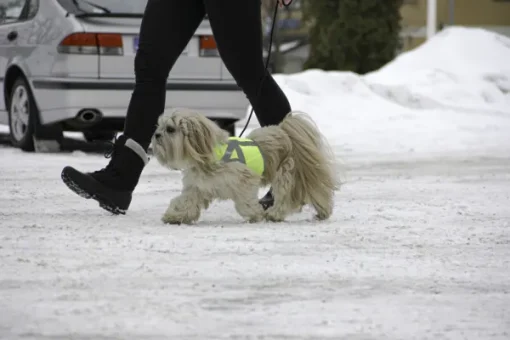 Kivalo Kaamos Dog Reflective Vest heijastinliivi koirille, XL, keltainen Fashion