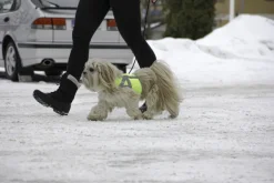 Kivalo Kaamos Dog Reflective Vest heijastinliivi koirille, M-L, keltainen Fashion
