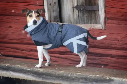 Luosto Dog Winter Jacket koiran talvitakki, 45 cm, harmaa-Kivalo Hot