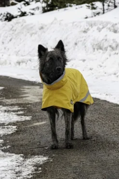 Kivalo Niva Dog Raincoat koiran sadetakki, 35 cm, keltainen New