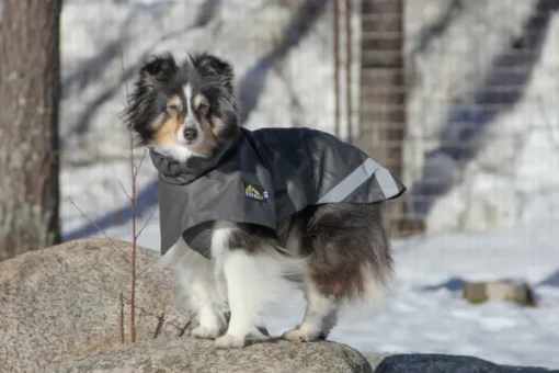 Kivalo Niva Dog Raincoat koiran sadetakki, 35 cm, harmaa New