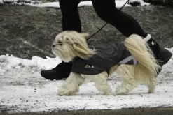 Kivalo Niva Dog Raincoat koiran sadetakki, 35 cm, harmaa New
