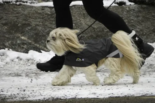 Kivalo Niva Dog Raincoat koiran sadetakki, 35 cm, harmaa New