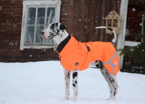 Ohto Dog Wind Jacket koiran tuulitakki, 50 cm, oranssi-Kivalo Online