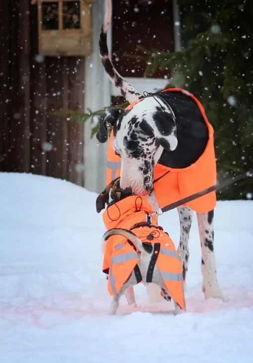 Ohto Dog Wind Jacket koiran tuulitakki, 50 cm, oranssi-Kivalo Online
