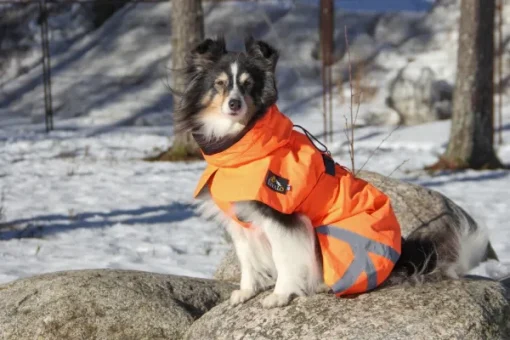 Ohto Dog Wind Jacket koiran tuulitakki, 50 cm, oranssi-Kivalo Online