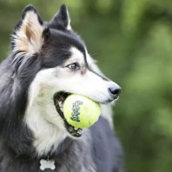 Kong Airdog Squeaker vinkuva tennispallo, M, 3 kpl Discount