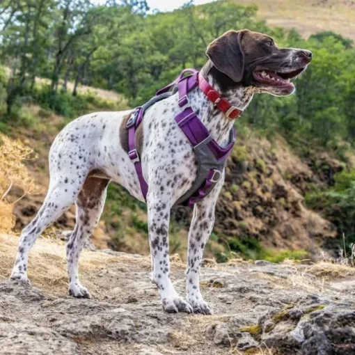 Journey Air Harness koirien valjaat, Purple-Kurgo Sale