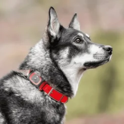 MiniFinder Collar kaulapanta, Red New