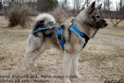 Neewa Running Harness Musta New