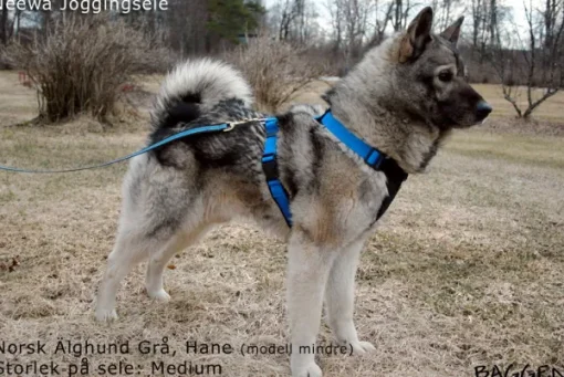 Neewa Running Harness Musta New