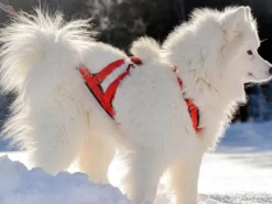 Sled Dog X-Back vetovaljaat, punainen-Neewa Fashion