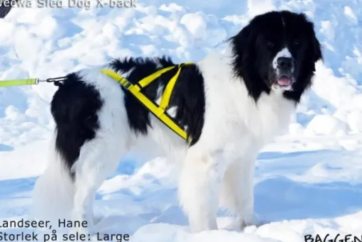 Sled dog X-back -vetovaljaat keltainen-Neewa Best
