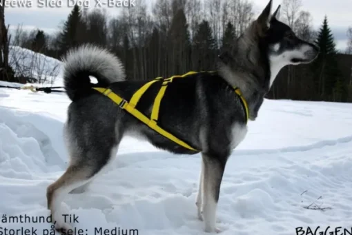 Sled dog X-back -vetovaljaat keltainen-Neewa Best