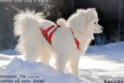 Sled dog X-back -vetovaljaat keltainen-Neewa Best