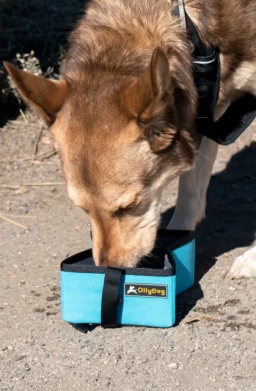 Crumple Travel Bowl Raven-OllyDog Hot