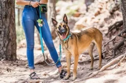 OllyDog Martingale Mesa Collar Air Blue Hot