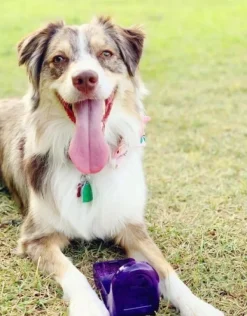 OllyBottle Plum 1 l-OllyDog Discount