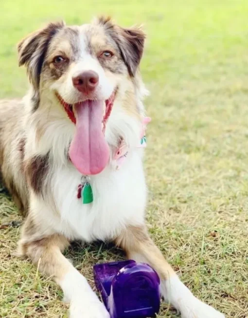 OllyBottle Plum 1 l-OllyDog Discount