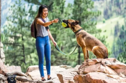 Urban Trail Reflective Collar Wild Aster-OllyDog Outlet