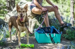 Urban Trail Reflective Collar Wild Aster-OllyDog Outlet