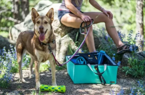 Urban Trail Reflective Collar Wild Aster-OllyDog Outlet