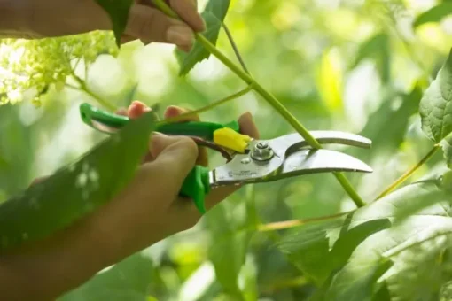 Hand Pruner -puutarhasakset, vihreä-Opinel Discount