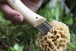 Mushroom Knife No8 Beechwood 8 cm-Opinel Outlet