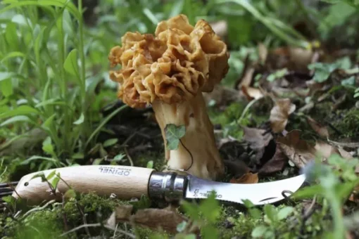 Mushroom Knife No8 Beechwood 8 cm-Opinel Outlet