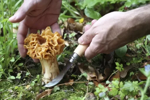 Opinel Mushroom knife Oak wood sieniveitsi Hot