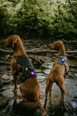 Dual -turvavalo, violetti-Orbiloc Fashion