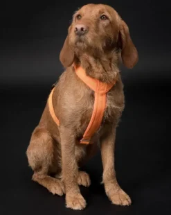 Easy Harness valjaat, S-L, Orange-PAIKKA Best