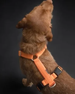 Easy Harness valjaat, S-L, Orange-PAIKKA Best