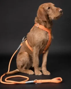 Easy Harness valjaat, S-L, Orange-PAIKKA Best