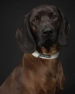 PAIKKA Glow Collar kaulapanta, 2x30-40 cm, White Sale