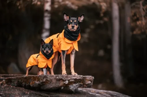 Recovery Raincoat sadetakki infrapunakangasvuorilla, 35-50 cm, oranssi-PAIKKA Clearance