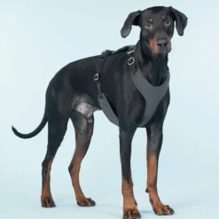 Visibility Harness koiran valjaat, M-L, Dark-PAIKKA Sale