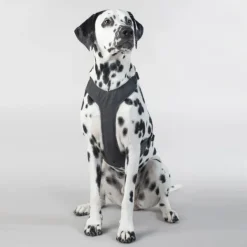Visibility Harness koiran valjaat, M-L, Dark-PAIKKA Sale