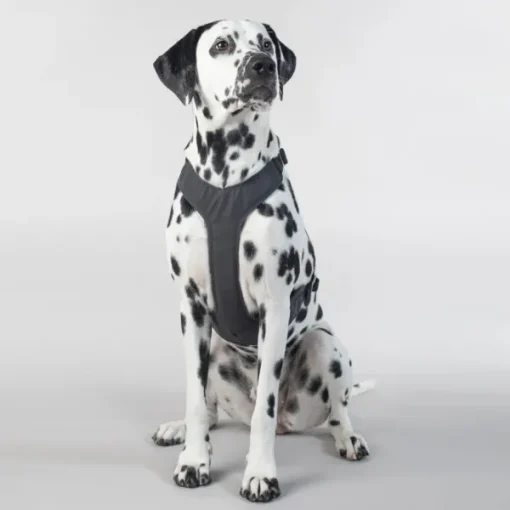 Visibility Harness koiran valjaat, M-L, Dark-PAIKKA Sale