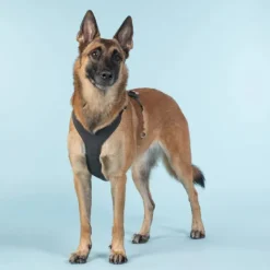 Visibility Harness koiran valjaat, M-L, Dark-PAIKKA Sale