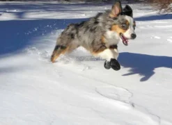 Dog Boots Black M-Pawz Best