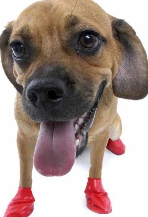 Pawz Dog Boots Color Red S Fashion