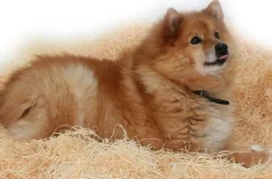 koirankoppikuivike, 8 kg-PehMusti Online