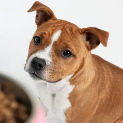 hyönteispohjainen ruoka kasvaville koirille, 5 kg-Petgood Hot